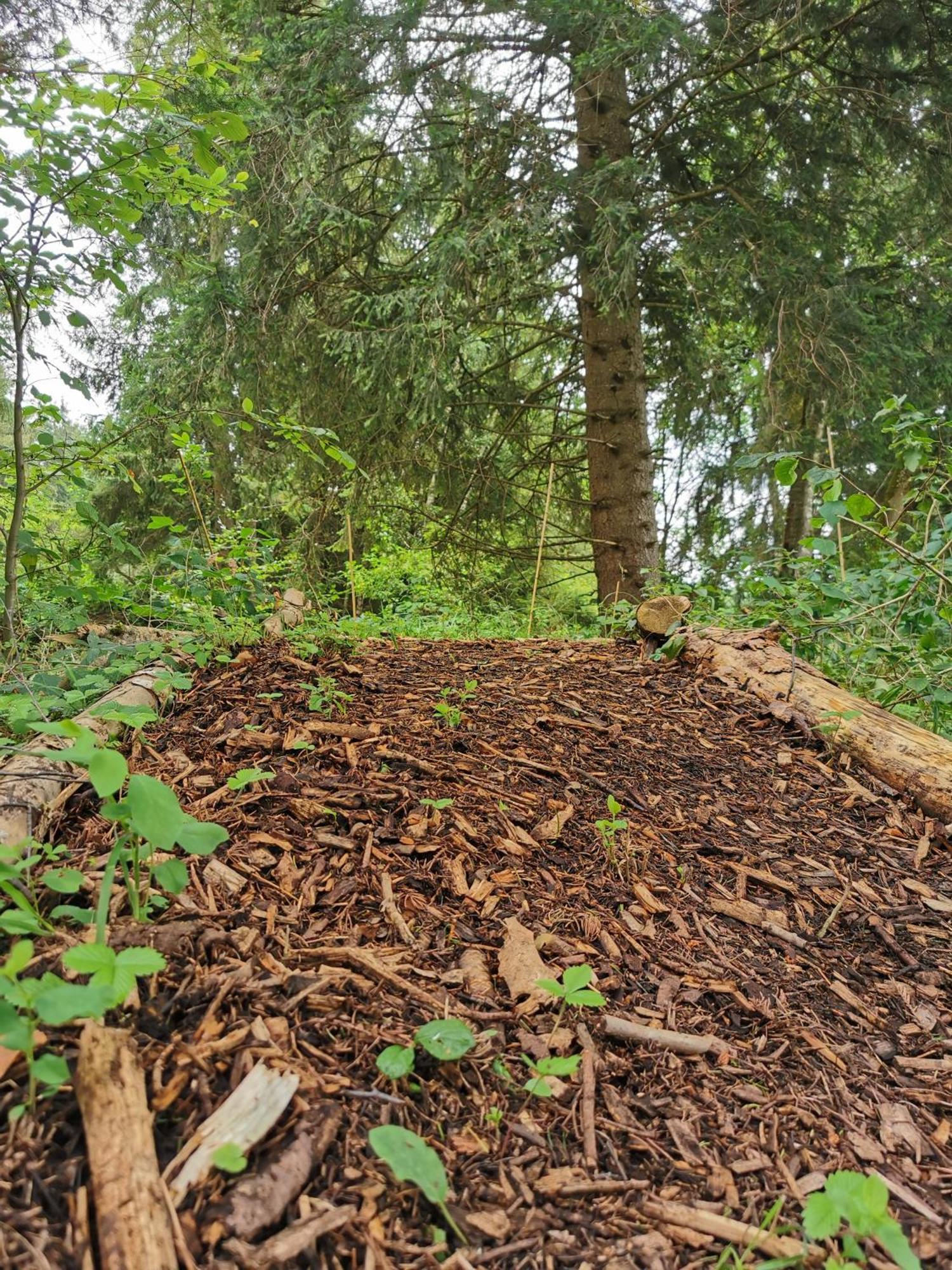 מלון ברנבורן Wald Ist Zukunft מראה חיצוני תמונה